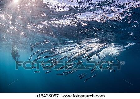 Stock Photo - Striped marlin hunting mackerel and sardines, photographed by diver. Fotosearch