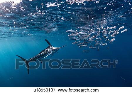 Striped marlin hunting mackerel and sardines View Large Photo Image Stock Photo - Striped marlin hunting mackerel and sardines. Fotosearch
