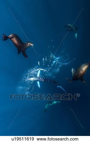 Stock Photo - Striped marlin hunting mackerel and sardines, joined by sea lions. Fotosearch