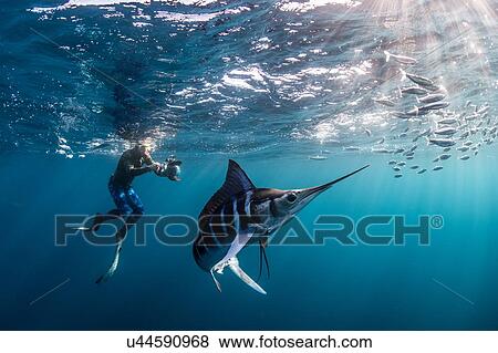 Stock Photo - Striped marlin hunting mackerel and sardines, photographed by diver. Fotosearch