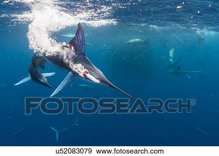 Striped marlin hunting mackerel and sardines, joined by sea lions View Large Photo Image Stock Photo - Striped marlin hunting mackerel and sardines, joined by sea lions. Fotosearch