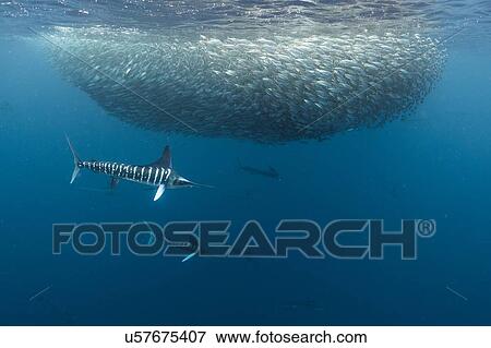 Striped marlin hunting mackerel and sardines View Large Photo Image Stock Photo - Striped marlin hunting mackerel and sardines. Fotosearch