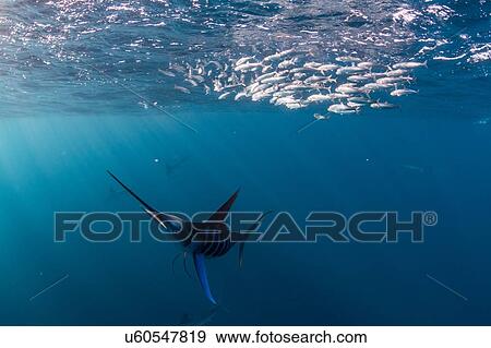 Stock Photo - Striped marlin hunting mackerel and sardines. Fotosearch