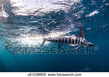 Stock Photo - Striped marlin hunting mackerel and sardines. Fotosearch