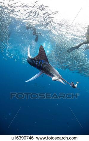 Striped marlin hunting mackerel and sardines, photographed by divers View Large Photo Image Stock Photograph - Striped marlin hunting mackerel and sardines, photographed by divers. Fotosearch