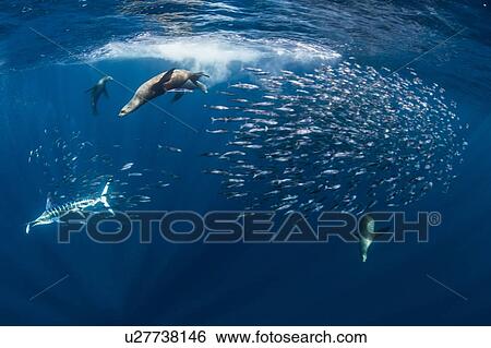 Stock Photograph - Striped marlin hunting mackerel and sardines, joined by sea lions. Fotosearch