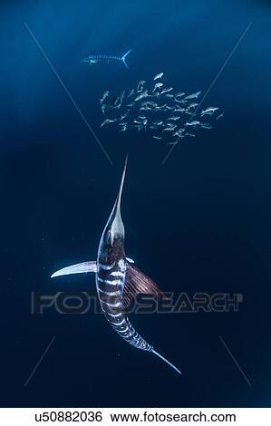 Stock Photograph - Striped marlin hunting mackerel and sardines. Fotosearch