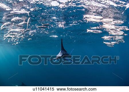 Stock Photography - Striped marlin hunting mackerel and sardines. Fotosearch