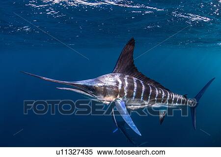 Stock Photography - Striped marlin hunting mackerel and sardines. Fotosearch