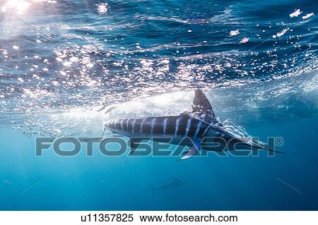 Striped marlin hunting mackerel and sardines View Large Photo Image Stock Photography - Striped marlin hunting mackerel and sardines. Fotosearch