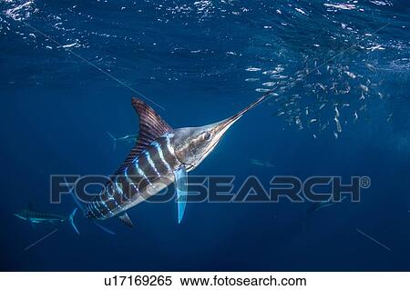 Striped marlin hunting mackerel and sardines View Large Photo Image Stock Photography - Striped marlin hunting mackerel and sardines. Fotosearch