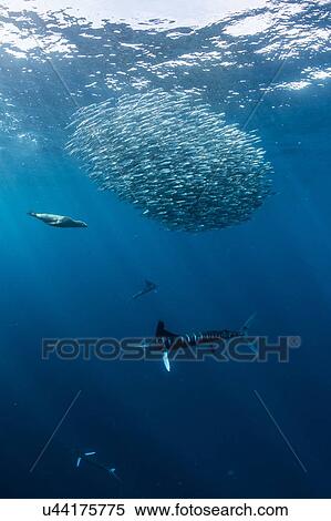 Stock Photography - Striped marlin hunting mackerel and sardines, joined by sea lion. Fotosearch
