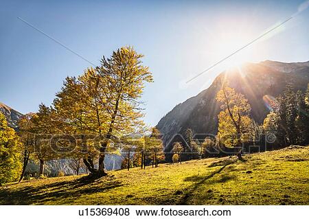 Stock Photo - Sunlight through ancient maple trees, Karwendel region, Hinterriss, Tirol, Austria. Fotosearch