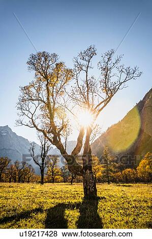 Stock Photo - Sunlight through ancient maple trees, Karwendel region, Hinterriss, Tirol, Austria. Fotosearch