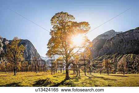 Stock Photography - Sunlight through ancient maple trees, Karwendel region, Hinterriss, Tirol, Austria. Fotosearch