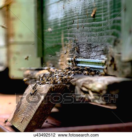 Stock Image - Swarm of bees on beehive entrance. Fotosearch