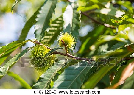 Stock Image - Sweet chestnut (castanea sativa), close up. Fotosearch