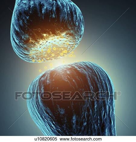 Stock Photography - Synapse, illustration. Fotosearch