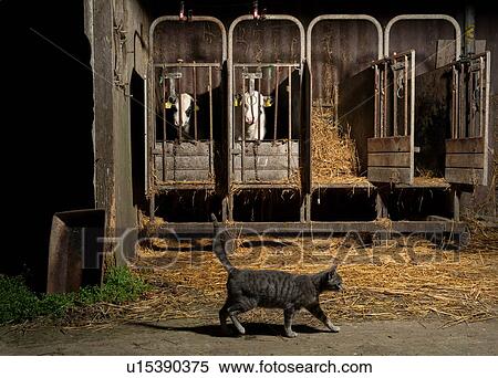 Stock Photography - Tabby cat crossing caged cows on modern dairy farm, Wyns, Friesland, Netherlands. Fotosearch