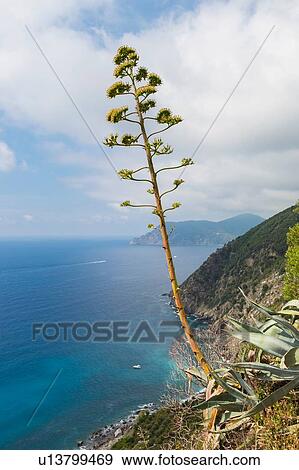 Tall agave blossoming on coastline, Vernazza, Liguria, Italy View Large Photo Image Stock Photo - Tall agave blossoming on coastline, Vernazza, Liguria, Italy. Fotosearch