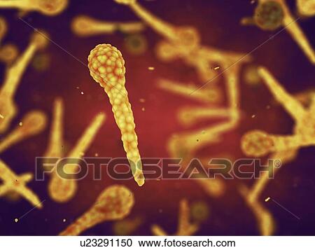 Tetanus bacteria, illustration View Large Photo Image Stock Image - Tetanus bacteria, illustration. Fotosearch