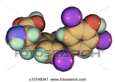 Stock Image - Thyroxine hormone, molecular model. Fotosearch
