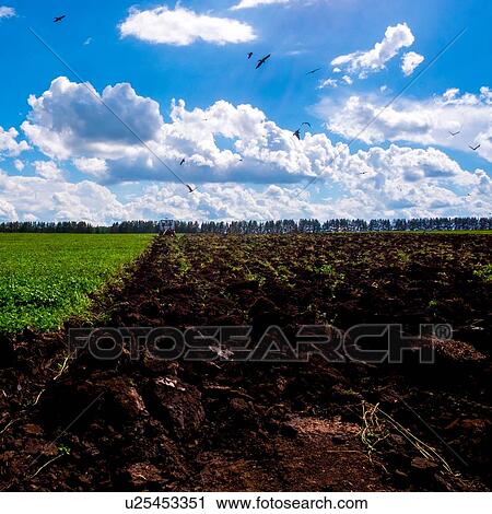 Stock Image - Tractor ploughing field with birds overhead. Fotosearch
