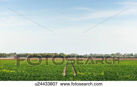 Tractor track running through field landscape, Netherlands View Large Photo Image Stock Photo - Tractor track running through field landscape, Netherlands. Fotosearch