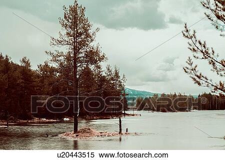 Stock Photography - Trees in shallow water, Ural, Sverdlovsk, Russia. Fotosearch