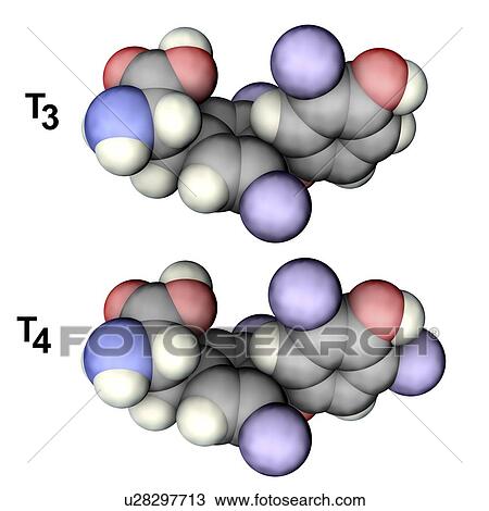 Stock Image - Triiodothyronine and thyroxine hormone, molecular models. Fotosearch