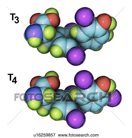 Stock Photo - Triiodothyronine and thyroxine hormone, molecular models. Fotosearch
