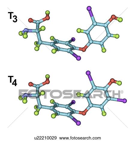 Stock Photo - Triiodothyronine and thyroxine hormone, molecular models. Fotosearch