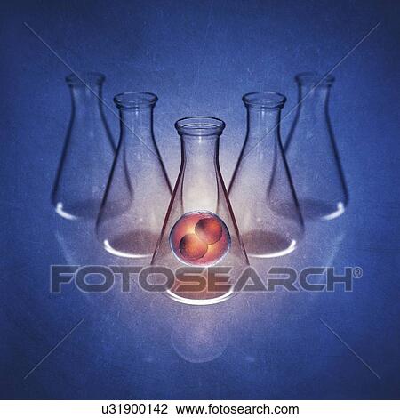 Two-cell embryo in laboratory flask on blue background, illustration. View Large Photo Image Stock Image - Two-cell embryo in laboratory flask on blue background, illustration.. Fotosearch