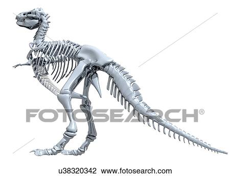 Stock Image - Tyrannosaurus rex skeleton against a white background, illustration.. Fotosearch