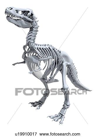 Tyrannosaurus rex skeleton against a white background, illustration. View Large Photo Image Stock Photo - Tyrannosaurus rex skeleton against a white background, illustration.. Fotosearch