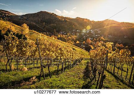 Stock Photo - Vineyard near Sasbachwalden, black forest, Baden-Wurttemberg, Germany. Fotosearch