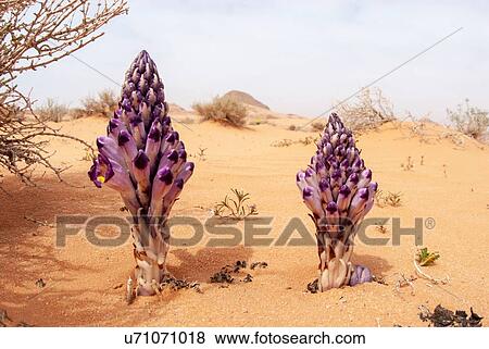 Stock Photo - Violet Cistanche (Cistanche salsa) or Violet Broomrape parasitic plant flowering in desert, Wadi Rum, Jordan. Fotosearch