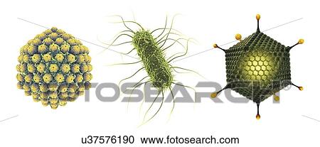 Stock Image - Viruses and bacterium, illustration. Fotosearch
