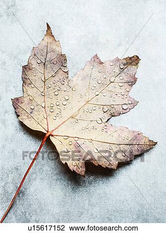Stock Image - Water droplets on upside down autumn leaf, still life, overhead view. Fotosearch