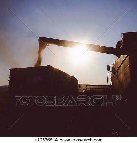 Picture - Wheat field harvesting with combine harvester pouring wheat grain into trailer at sunset. Fotosearch
