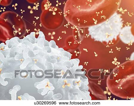 Stock Photograph - White and red blood cells and antibodies, illustration.. Fotosearch