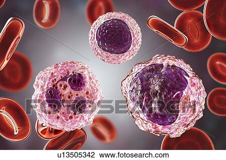 Stock Image - White blood cells in a blood smear, illustration. Fotosearch