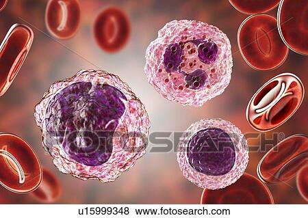 Stock Photo - White blood cells in a blood smear, illustration. Fotosearch