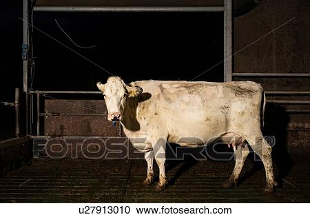 Stock Image - White cow in pen at night in modern dairy farm, Wyns, Friesland, Netherlands. Fotosearch