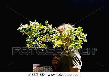 Woman holding twig of green spring blossom in front of face View Large Photo Image Picture - Woman holding twig of green spring blossom in front of face. Fotosearch
