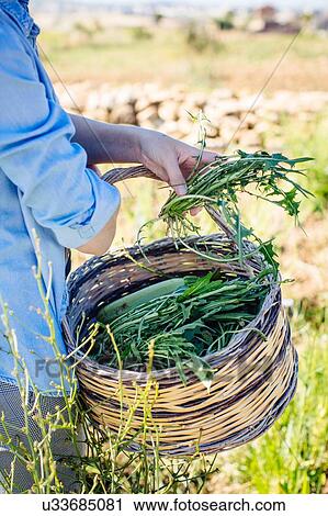 Woman with basket of freshly-picked rocket, Punta Bianca National Reserve, Agrigento, Sicily, Italy View Large Photo Image Stock Image - Woman with basket of freshly-picked rocket, Punta Bianca National Reserve, Agrigento, Sicily, Italy. Fotosearch