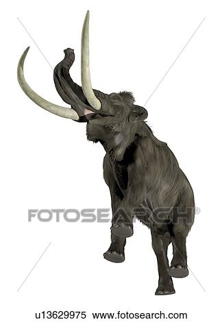 Woolly mammoth (Mammuthus primigenius) View Large Photo Image Stock Photography - Woolly mammoth (Mammuthus primigenius). Fotosearch
