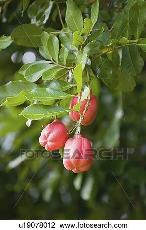 Stock Image - Ackee fruit. Fotosearch