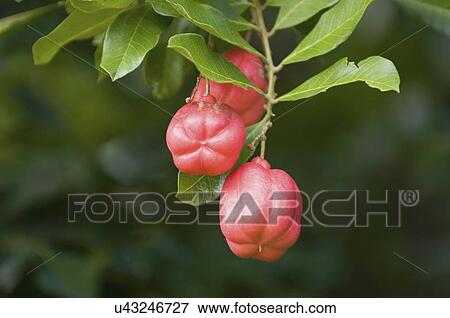 Stock Photo - Ackee fruit. Fotosearch