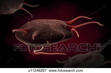 Stock Photo - Activated platelet, illustration. Fotosearch